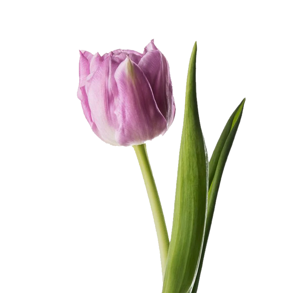 Tulipanes (10 tallos)