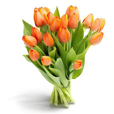 Tulipanes (10 tallos)