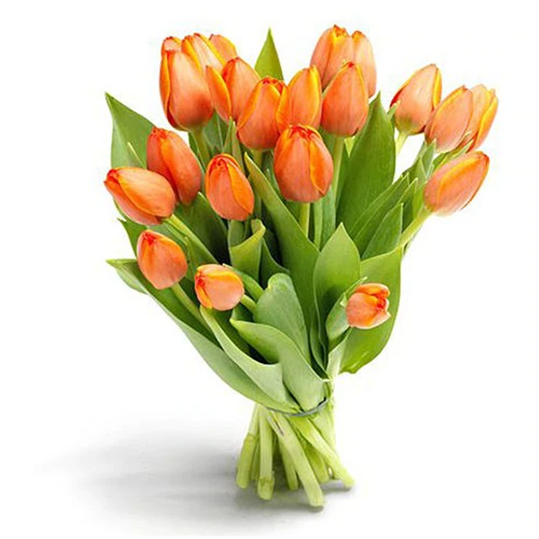 Tulipanes (10 tallos)