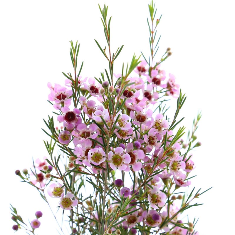 Rosado