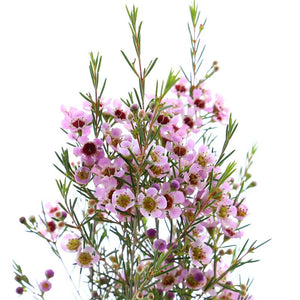 Rosado