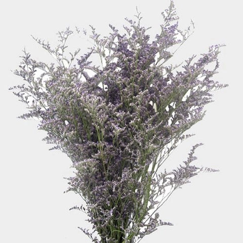 Limonium