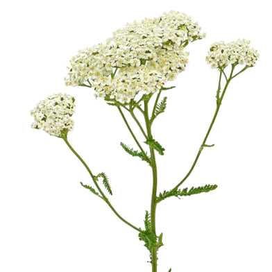 Blanca