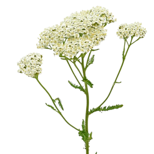 Blanca