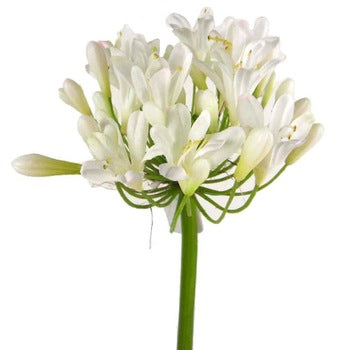 Agapanto (6 tallos)