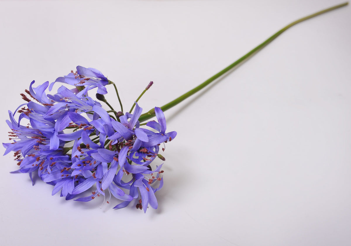 Morado