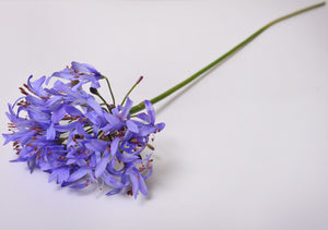 Morado
