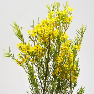amarillo