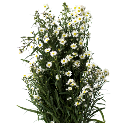Mini Aster / Montecasino (10 tallos)