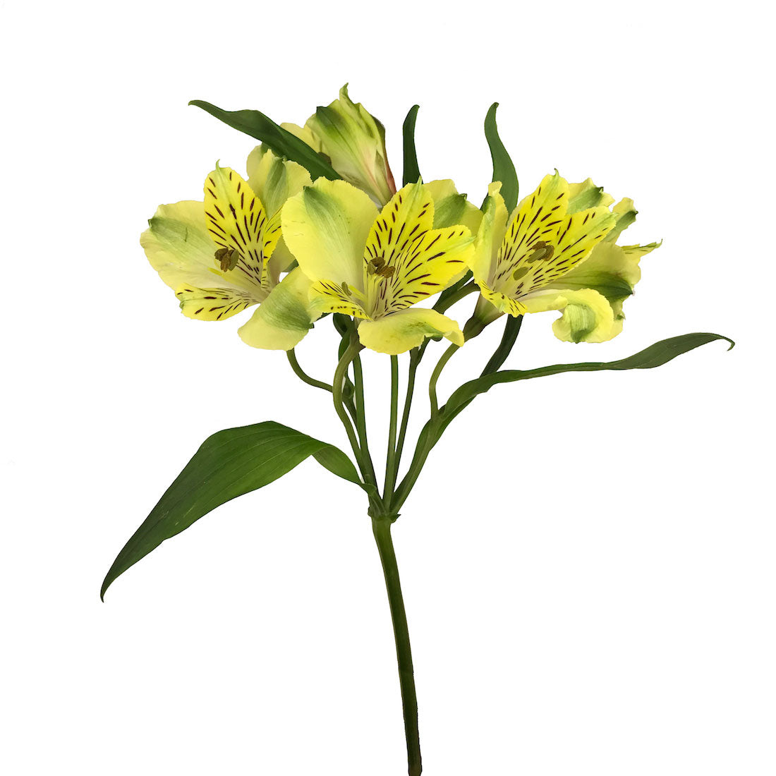 Amarilla