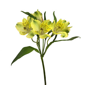 Amarilla