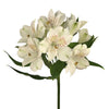 Blanca