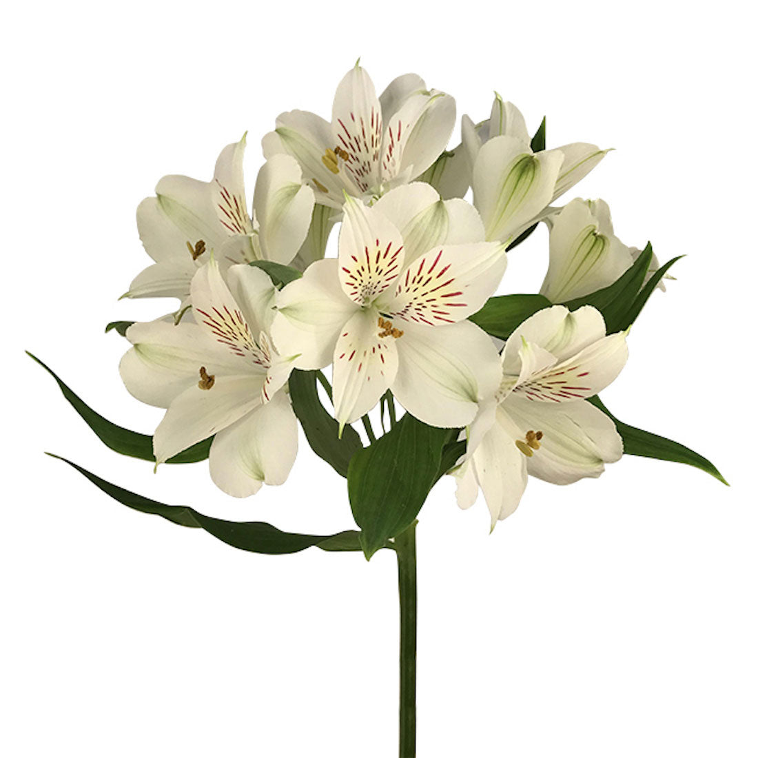 Blanca