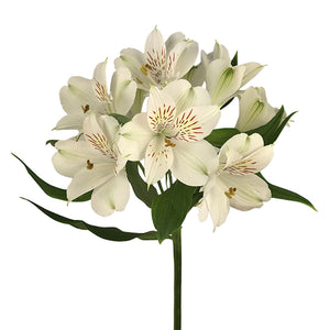 Blanca