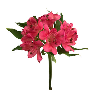 Fucsia