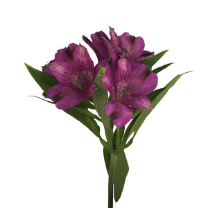 Morada