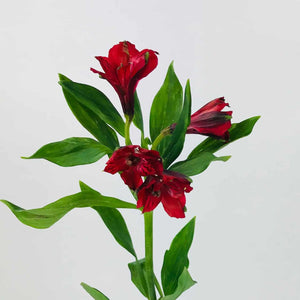 Roja