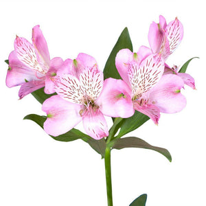 Rosada