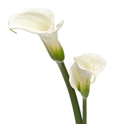 Calas Blancas (1 tallo)
