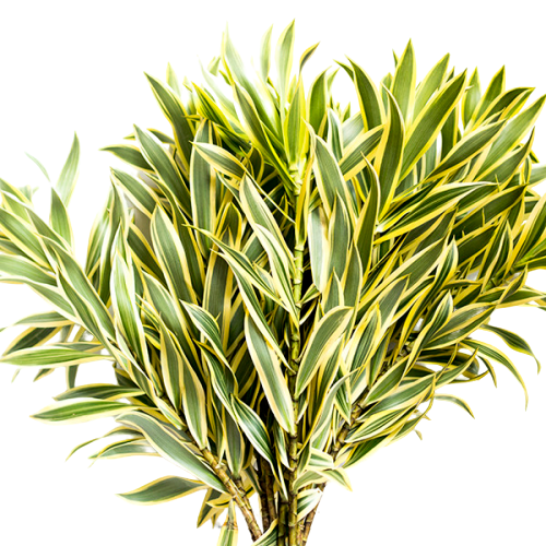 Canción de la India 10 tallos