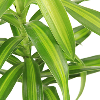 Canción de Jamaica 10 tallos