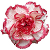Bicolor - Blanco y fuscia