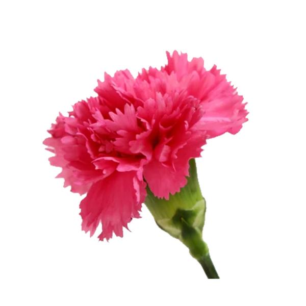 Fuscia