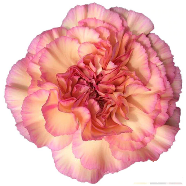 Peach con rosado