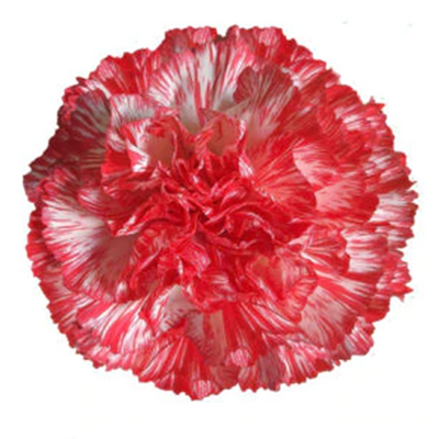 Claveles (25 tallos)