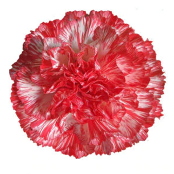 Claveles (25 tallos)