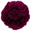 Purpura