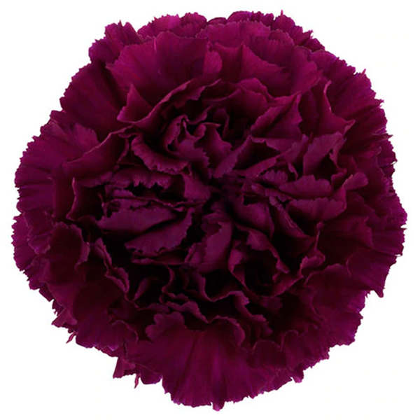 Purpura