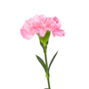 Rosado