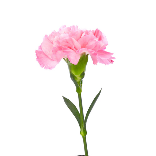 Rosado