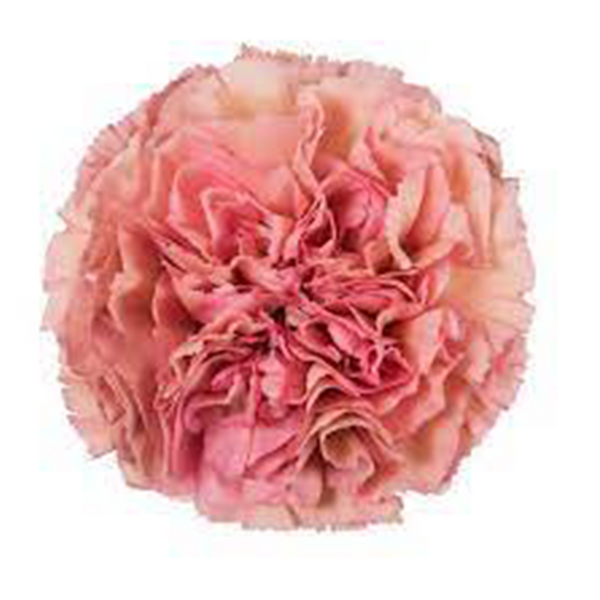 Rosado antiguo
