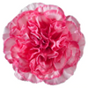 Rosado con blanco