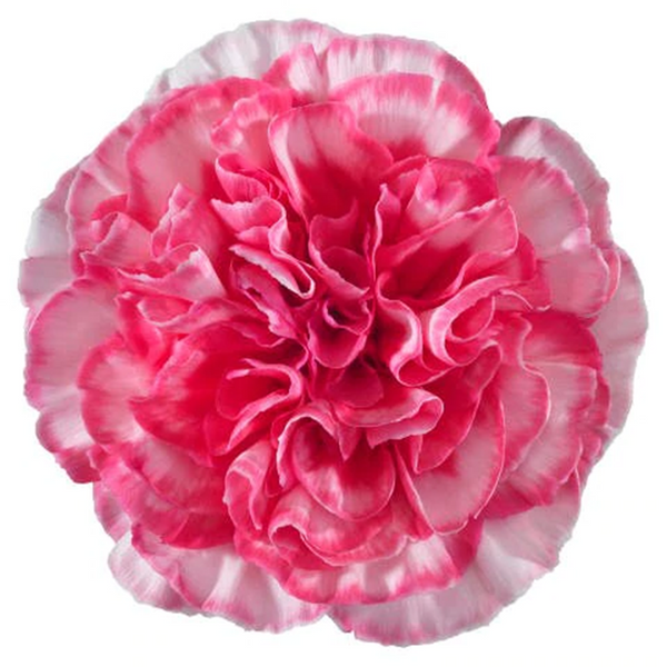 Rosado con blanco