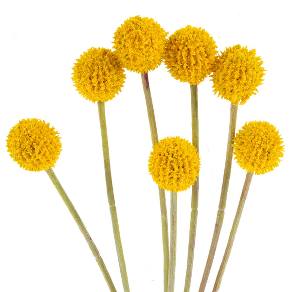 Craspedia (10 Tallos)