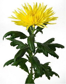 Amarillo