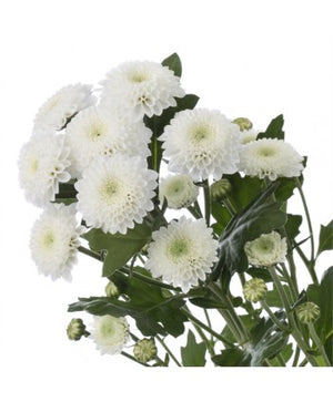 blanco