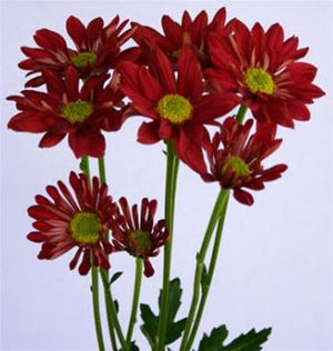 Roja