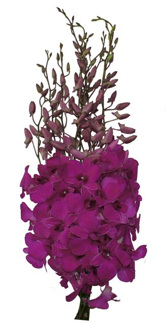 Morado