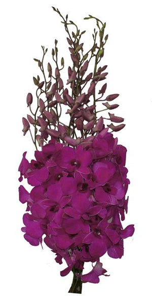 Morado