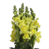 amarillo