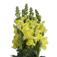 amarillo