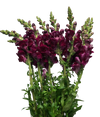 morado