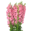 rosado
