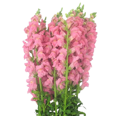 rosado