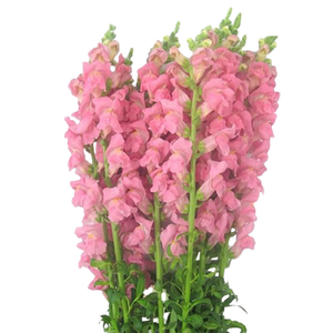 rosado