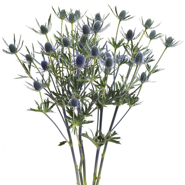Eryngium (5 tallos)